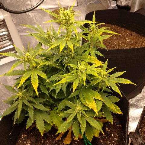 1号 growlog timeline photo