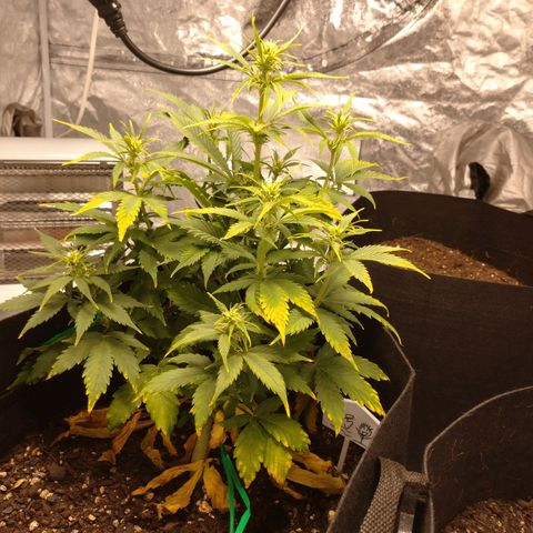 1号 growlog timeline photo