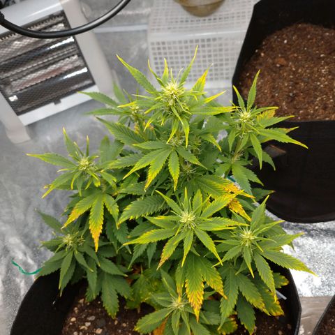 1号 growlog timeline photo