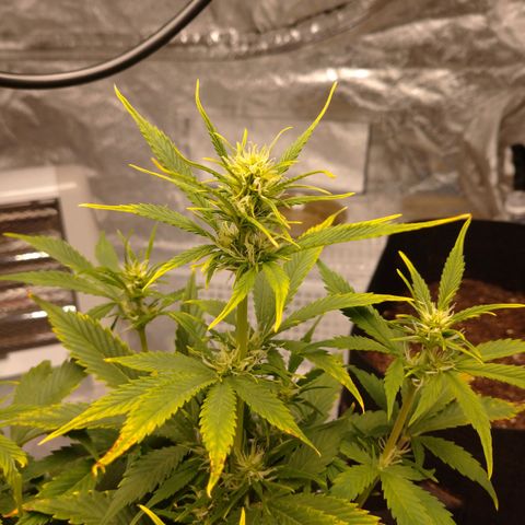 1号 growlog timeline photo