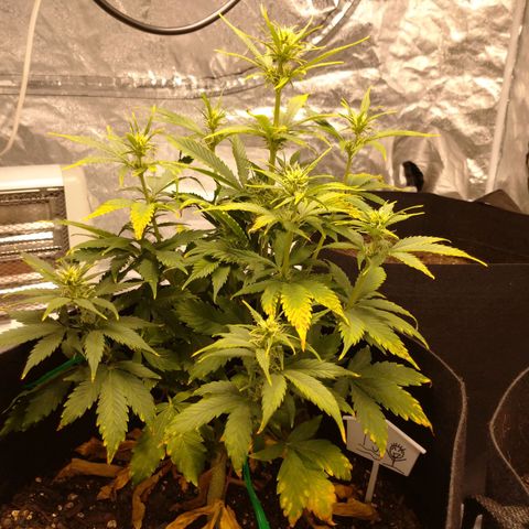 1号 growlog timeline photo