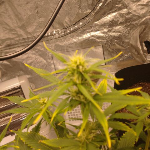 1号 growlog timeline photo
