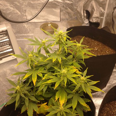 1号 growlog timeline photo