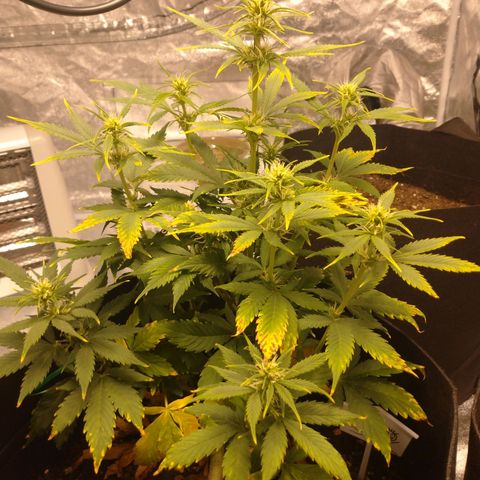 1号 growlog timeline photo