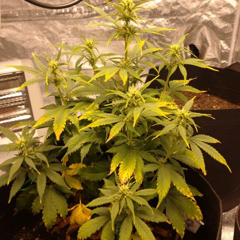 1号 growlog timeline photo