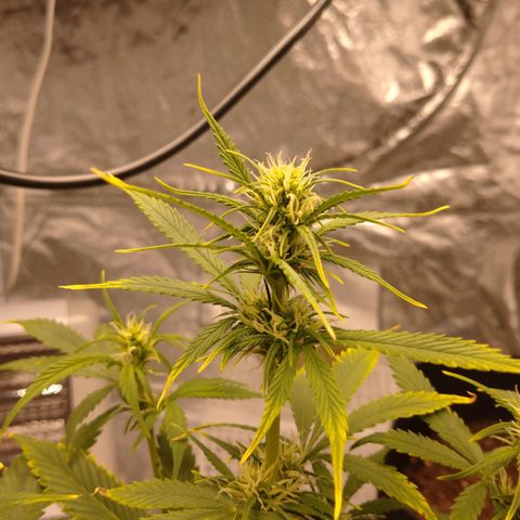 1号 growlog timeline photo