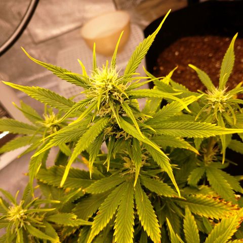 1号 growlog timeline photo