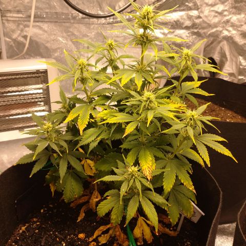 1号 growlog timeline photo