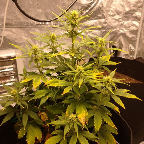 1号 growlog timeline photo