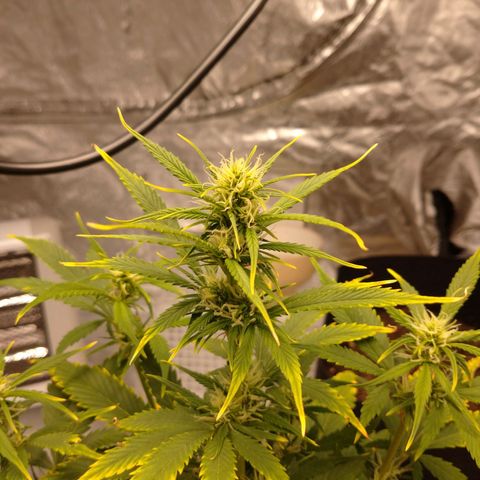 1号 growlog timeline photo