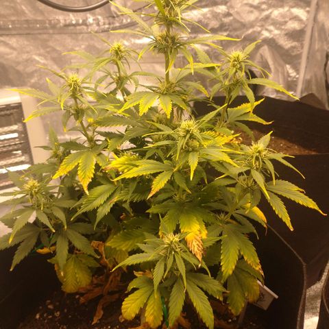 1号 growlog timeline photo