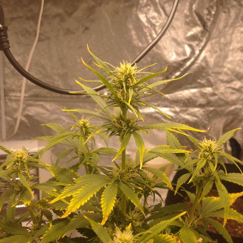 1号 growlog timeline photo