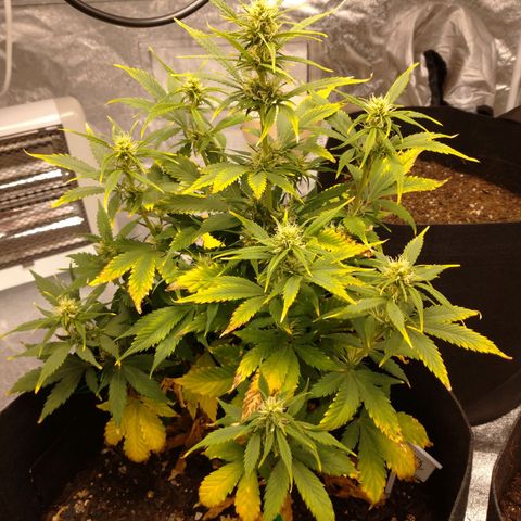 1号 growlog timeline photo