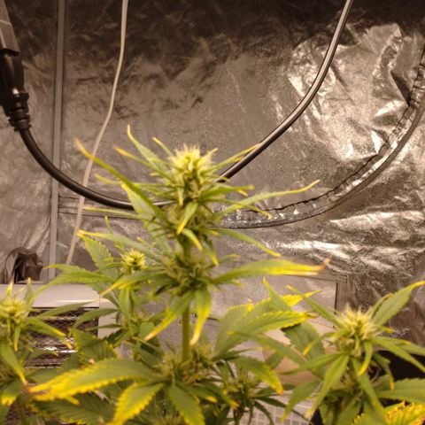 1号 growlog timeline photo