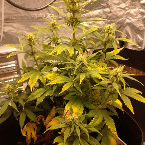 1号 growlog timeline photo