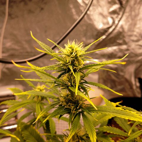 1号 growlog timeline photo