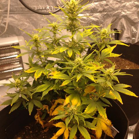 1号 growlog timeline photo