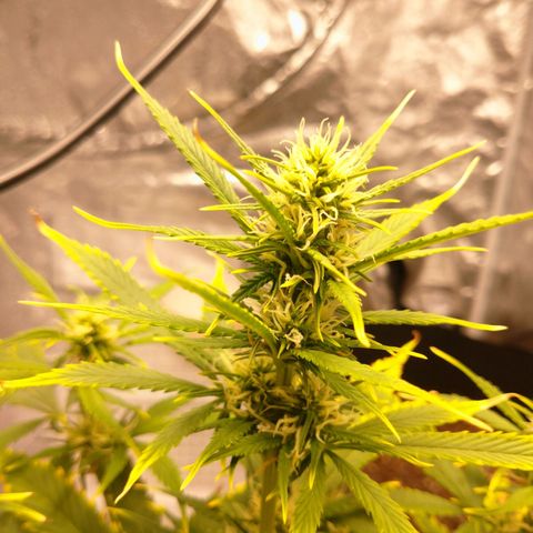 1号 growlog timeline photo