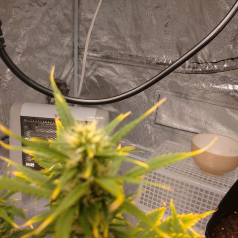 1号 growlog timeline photo