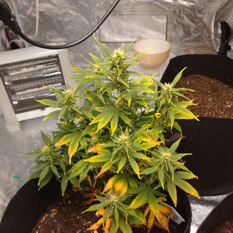 1号 growlog timeline photo