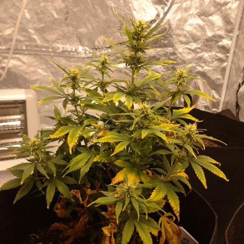 1号 growlog timeline photo