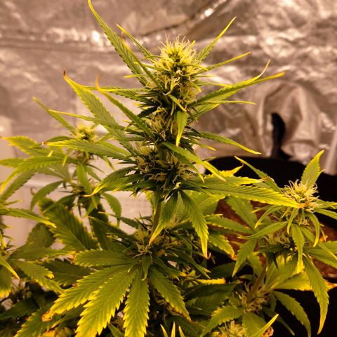 1号 growlog timeline photo