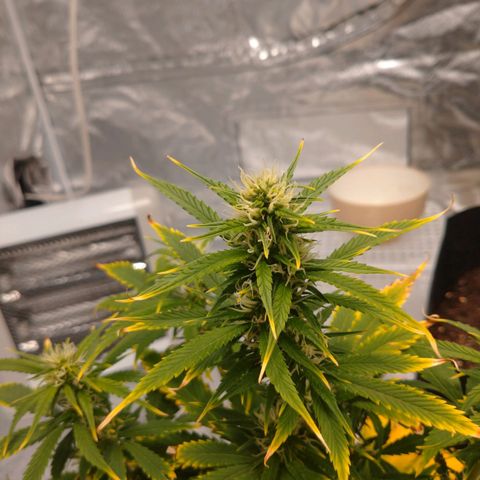 1号 growlog timeline photo
