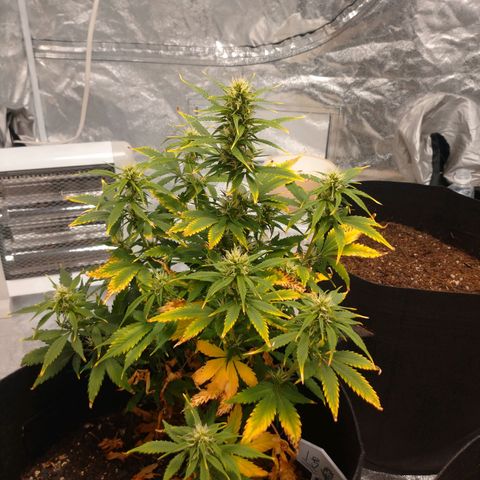 1号 growlog timeline photo