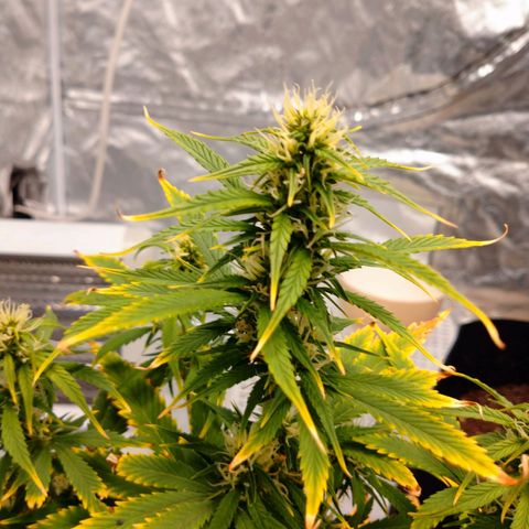 1号 growlog timeline photo