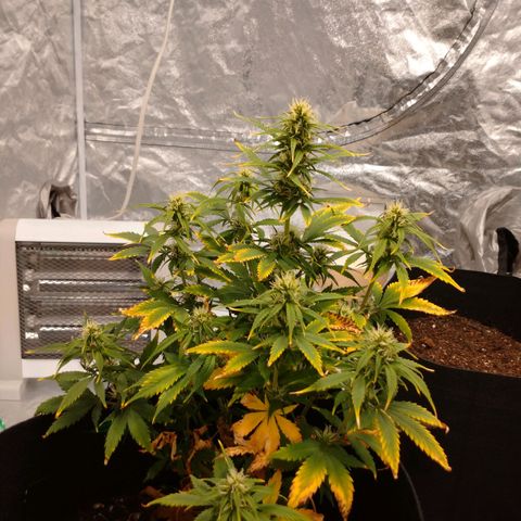 1号 growlog timeline photo