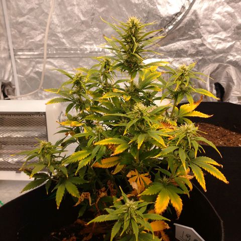 1号 growlog timeline photo