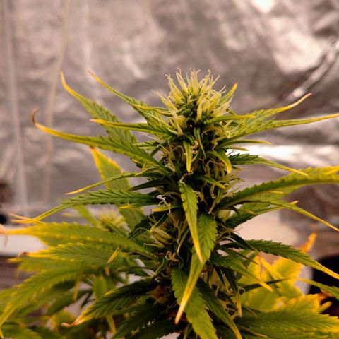 1号 growlog timeline photo