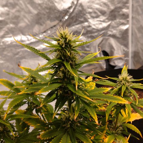 1号 growlog timeline photo
