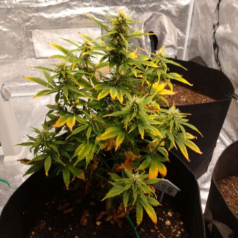 1号 growlog timeline photo