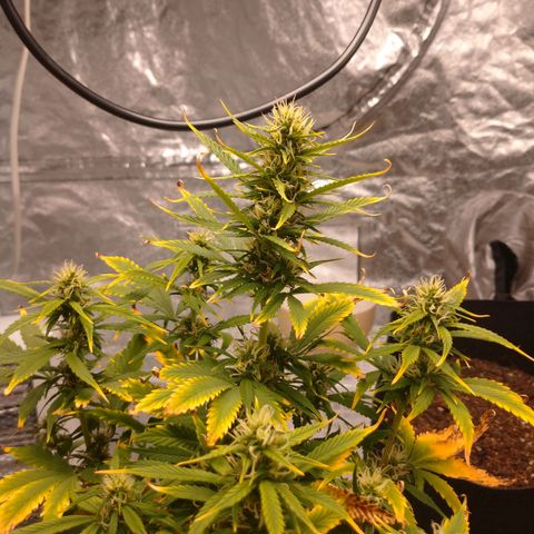 1号 growlog photo: 気温が高くなりすぎた