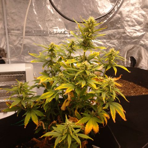 1号 growlog photo: 気温が高くなりすぎた