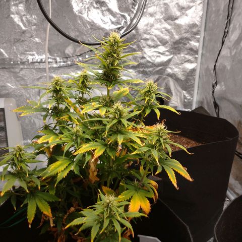 1号 growlog timeline photo