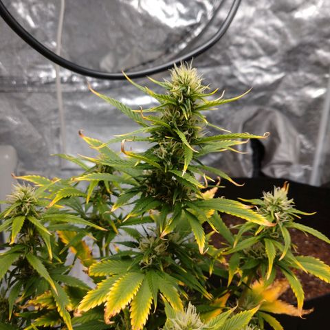 1号 growlog timeline photo