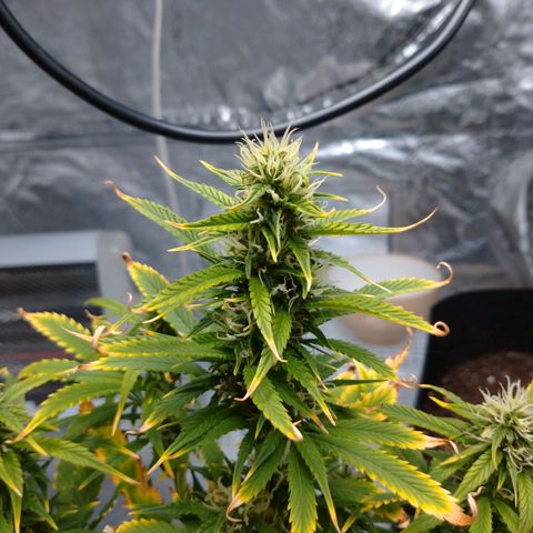 1号 growlog timeline photo