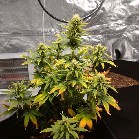 1号 growlog timeline photo