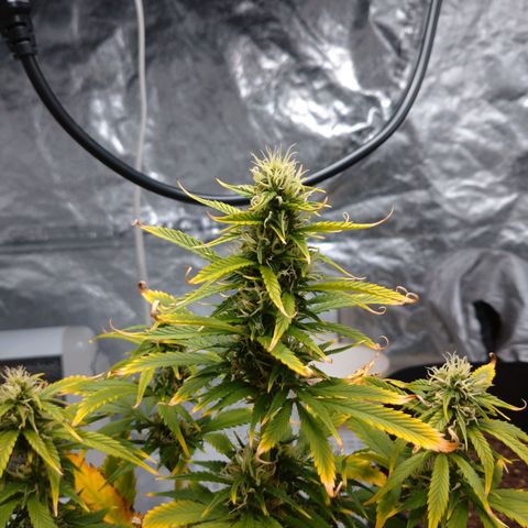 1号 growlog timeline photo