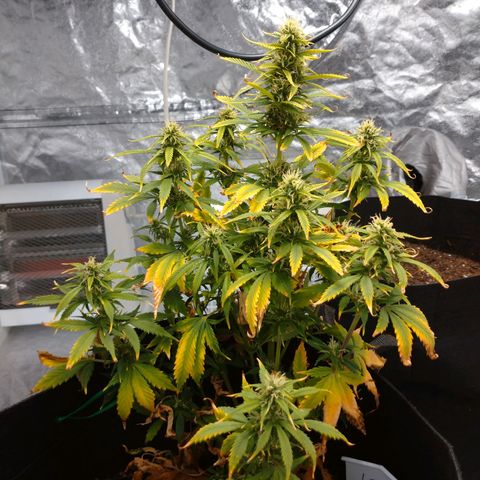 1号 growlog timeline photo