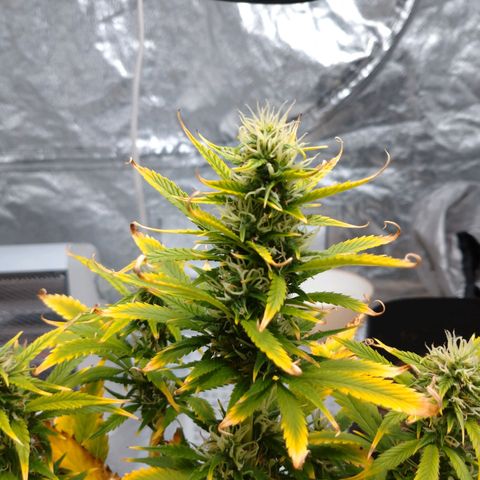 1号 growlog timeline photo