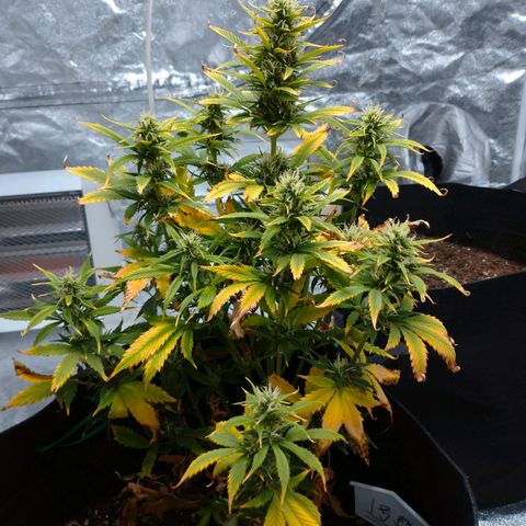 1号 growlog timeline photo