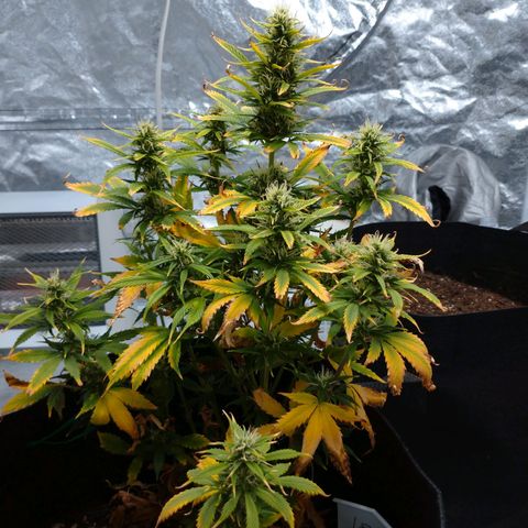 1号 growlog timeline photo