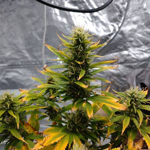 1号 growlog timeline photo