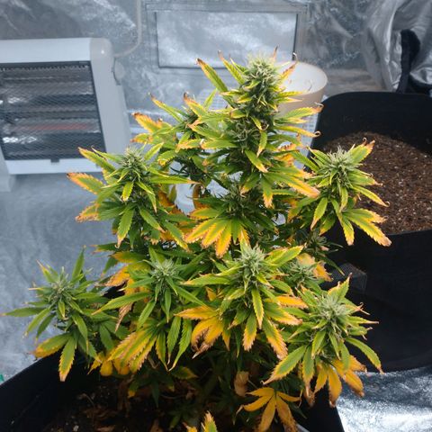 1号 growlog timeline photo