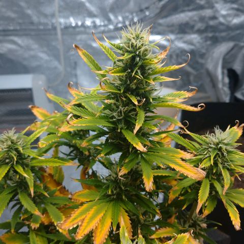 1号 growlog timeline photo