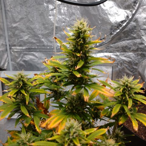 1号 growlog timeline photo