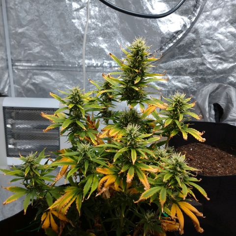 1号 growlog timeline photo